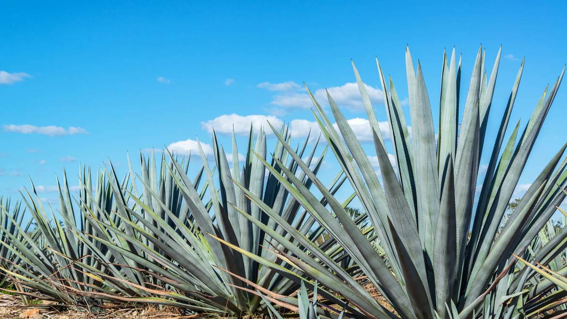 The Tequila Files — The Basics